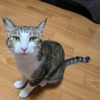 クリンへの想いは尽きなくて・・・294