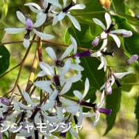 🚶‍➡️…Alp👫🛒,🚶‍➡️⇄隠元橋　5/14/‘25