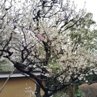 金沢市長町の枝垂れ桜