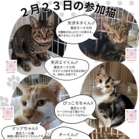 2/23(日)麻生区はるひ野にて保護猫譲渡会開催