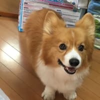 世界最速！W杯出場決定！