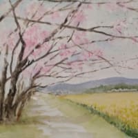 桜と菜の花畑