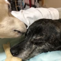 かっなりのお久しぶりです。