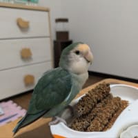いい枕が来ました😌🍀