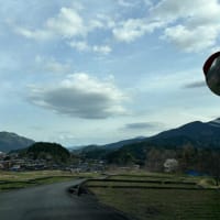 本郷の千年桜と原間のイトサクラ