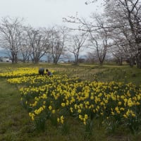 2024年東近江市の桜　布引運動公園北側の桜並木　満開間近か