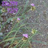 7/2(水)〜楽山園&小幡・城下町〜