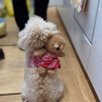 ティムをおんぶした抹茶君😀