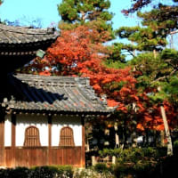 06/30奈良京都への旅-18（京都：建仁寺の紅葉、）
