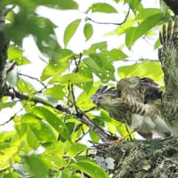 6月後半の鳥【追加】-20250701