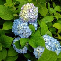 紫陽花