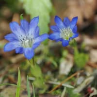 ヒマラヤの青いケシの花が咲いた六甲高山植物園を訪ねて（PartⅡ）