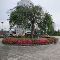 「水戸駅南口さくら東公園」のバラが咲き揃っていた。
