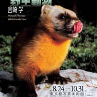 写真展　“イマドキの野生動物” at 東京写真美術館