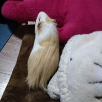 はなまるはふかふかがお好き
