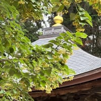 お寺の菩提樹の花
