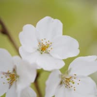 桜見頃2025