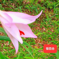 季節の花　笹百合