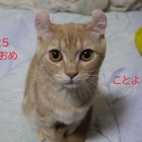 ついにgooブログ復活！