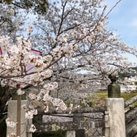 お花見🌸