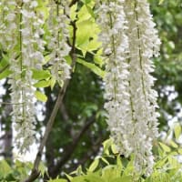 春日大社　萬葉植物園白色の藤の花はきれいに咲いています　　　　9