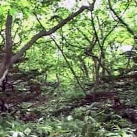 海鳥のサンクチュアリ　天売島と森林浴を楽しむメルヘンの焼尻島　６１回目　焼尻島