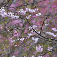 「春雨に咲く」いわき　高野花見山にて撮影！　十月桜