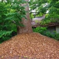 徳島県徳島市、国府町芝原宮ノ本「芝原八幡神社のイチョウ」（保存樹）です！！