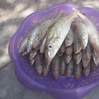Bánh xèo cá trắng - nét biến tấu mới của ẩm thực miền Tây