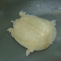 白きものたち