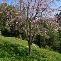 畑の土手に植えてある枝垂れ桜が咲いた♪