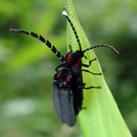 6月最後の教室　やまゆり咲く