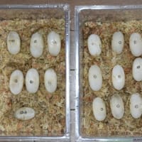 11日の満月から1週間…