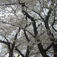 2024柳瀬川の桜①
