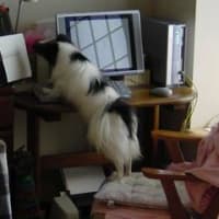 パソ犬