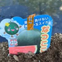 夏野菜の定植