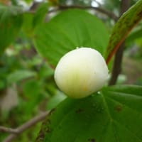 この街は 眠らないもの想う 時間(とき)がない立ちどまって 人生をふり返れない～この街 ～骨まで愛して～林部智史‐沢田研二‐吉田拓郎