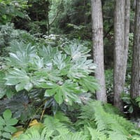 北陸も梅雨入り、行田公園