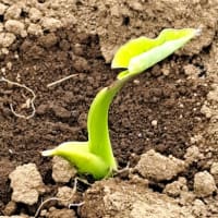 土寄せ・・菜園作業の一つの技