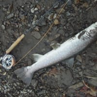 かわせみ夫婦行脚釣りの旅