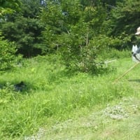 毎早朝の山裾と畑の草刈り