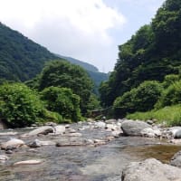 鮎、久しぶりの奥道志川