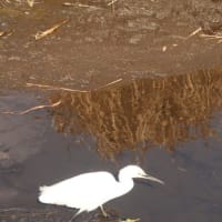野鳥観察