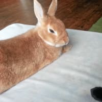 チャマのこと。