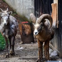 奥に控える　オオツノヒツジ