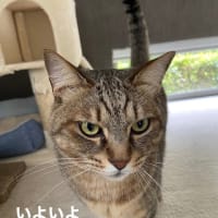 春を祝うむさし君