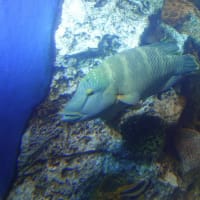 20250306　越前松島水族館