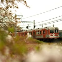 神戸電鉄さくら巡り　その8（ソメイヨシノから八重桜へ）