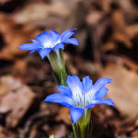 春竜胆の花
