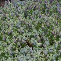 セリンセマヨール　ムラサキ科　地味ですが、紫色の釣鐘状の花です。今日の野鳥：コゲラ